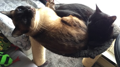 Coco & Tata resting together!!